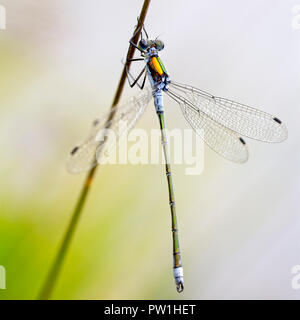 Emerald Damselfly (Lestes sponsa), männlich ruht auf einem Reed, Loch Lomond und der Trossachs National Park, Schottland, Großbritannien. Stockfoto