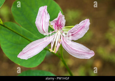 Die Hong Kong Orchid Flower Stockfoto