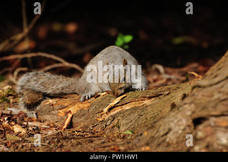 Graue Eichhörnchen essen Rinde Stockfoto