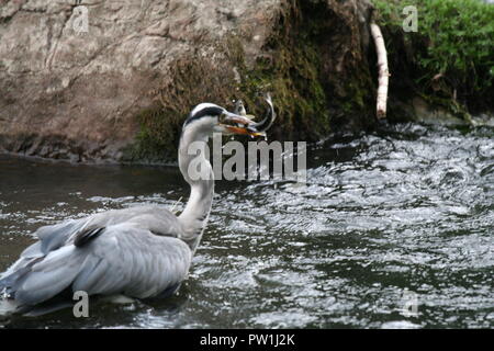 Wilden Reiher auf Farm Park Cardiff kleine Fische Stockfoto