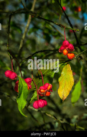 Euonymus europaeus, Spindel Baum Stockfoto