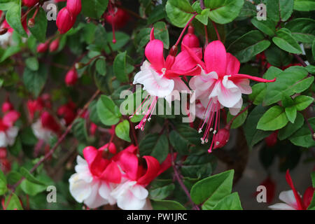 Viele lebendige Rosa und Weiß Fuchsia Hybrida Blumen blühen unter den grünen Blättern, Cusco, Peru, Südamerika Stockfoto