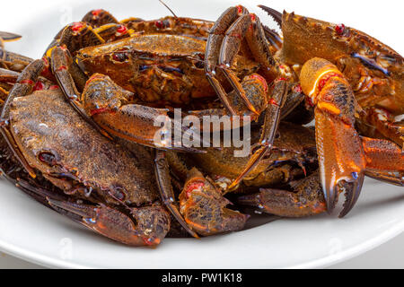 Necoras gallegas (aus Galizien). Köstliche Meeresfrüchte aus dem Golf von Biskaya und Atlantik. Frisch und lebendig Krabben auf weißem Hintergrund. Stockfoto