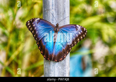 Morpho peleides, aka blaue Morpho Peleides oder gemeinsamen Morpho ist ein tropischer Schmetterling. Hier ist die obere Seite der seine Flügel Stockfoto