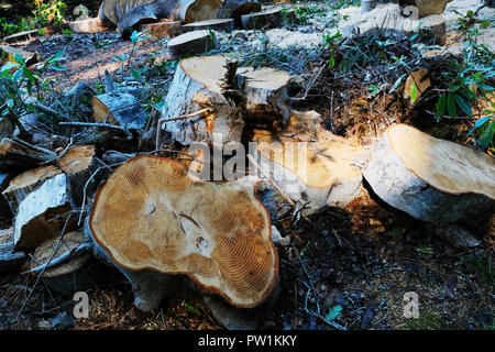 Schnittholz Protokolle liegen auf dem Waldboden - Johannes Gollop Stockfoto