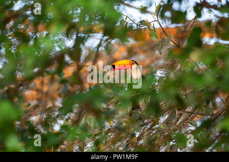 Toucan toco Sitzen auf dem Baum Stockfoto