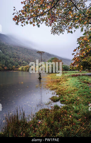 Lake Buttermere und Der einsame Baum Stockfoto