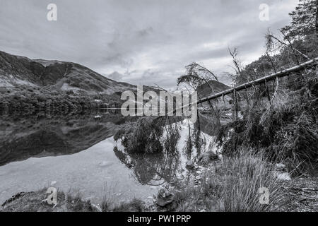 Einen umgestürzten Baum ruht in Lake Buttermere Stockfoto