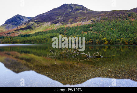 Einsamer Baum im Wasser. Stockfoto