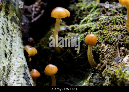 Wenig orange capped Pilze um Moos und Holz auf dem Waldboden wachsen. Stockfoto