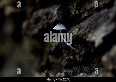 Einzelne weiße Pilzzucht aus Holz. Nahaufnahme eines geschlachtete Capped kleiner weißer Pilz. Baby Fliegenpilz Pilz. Stockfoto