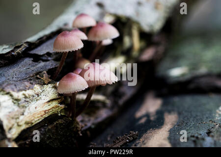 Rosa Holz zersetzende Pilze wachsen aus einem Protokoll. Cute saprophytische Pilze im Wald im Herbst in Nordamerika gefunden. Stockfoto