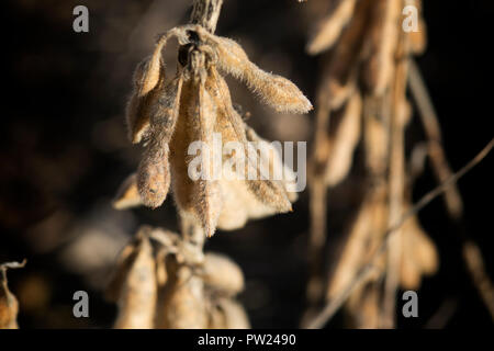 Sojabohnen zur Ernte bereit in einem nördlichen Illinois Feld. Stockfoto