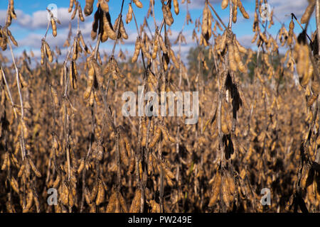 Sojabohnen zur Ernte bereit in einem nördlichen Illinois Feld. Stockfoto