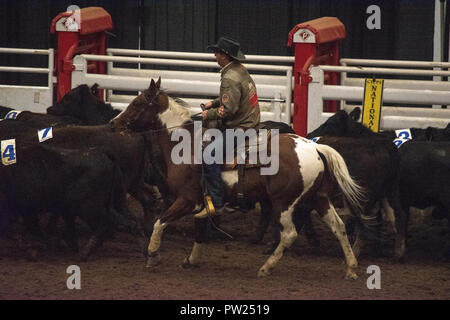 Konkurrenten an der kanadischen Mannschaft Cattle Penning Association National Finals, Nutrien Western Event Center, Calgary Stampede Gelände, Calgary, Alberta, Stockfoto