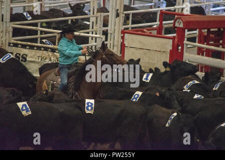 Konkurrenten an der kanadischen Mannschaft Cattle Penning Association National Finals, Nutrien Western Event Center, Calgary Stampede Gelände, Calgary, Alberta, Stockfoto