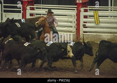 Konkurrenten an der kanadischen Mannschaft Cattle Penning Association National Finals, Nutrien Western Event Center, Calgary Stampede Gelände, Calgary, Alberta, Stockfoto