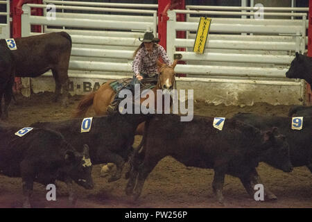 Konkurrenten an der kanadischen Mannschaft Cattle Penning Association National Finals, Nutrien Western Event Center, Calgary Stampede Gelände, Calgary, Alberta, Stockfoto