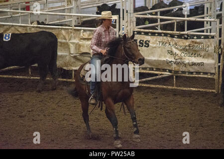 Konkurrenten an der kanadischen Mannschaft Cattle Penning Association National Finals, Nutrien Western Event Center, Calgary Stampede Gelände, Calgary, Alberta, Stockfoto