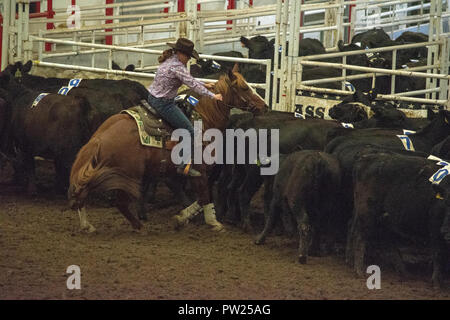 Konkurrenten an der kanadischen Mannschaft Cattle Penning Association National Finals, Nutrien Western Event Center, Calgary Stampede Gelände, Calgary, Alberta, Stockfoto