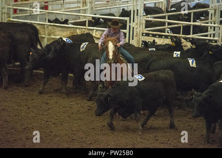 Konkurrenten an der kanadischen Mannschaft Cattle Penning Association National Finals, Nutrien Western Event Center, Calgary Stampede Gelände, Calgary, Alberta, Stockfoto