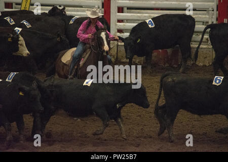 Konkurrenten an der kanadischen Mannschaft Cattle Penning Association National Finals, Nutrien Western Event Center, Calgary Stampede Gelände, Calgary, Alberta, Stockfoto