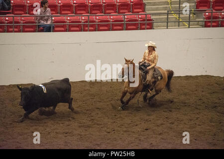 Konkurrenten an der kanadischen Mannschaft Cattle Penning Association National Finals, Nutrien Western Event Center, Calgary Stampede Gelände, Calgary, Alberta, Stockfoto