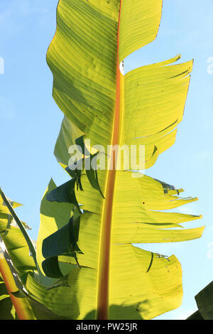 Young Bananenblätter isoliert gegen blauen Himmel Stockfoto