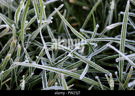 Nahaufnahme von Frost auf Gras Blade im Winter morgen Stockfoto