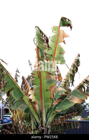 Frost beschädigt Ensete Ventricosum verlässt abessinische Banane Palm auf weißen Hintergrund isoliert Stockfoto