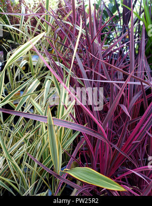 Phormium Flügel von Gold und Cordyline Elektrisches Rosa Stockfoto