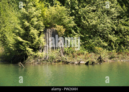 Pflanze, die aus einem Krankenpflegestumpf am Stave Lake in Mission, British Columbia, Kanada, wächst Stockfoto