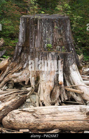 Pflanze, die aus einem Krankenpflegestumpf am Stave Lake in Mission, British Columbia, Kanada, wächst Stockfoto