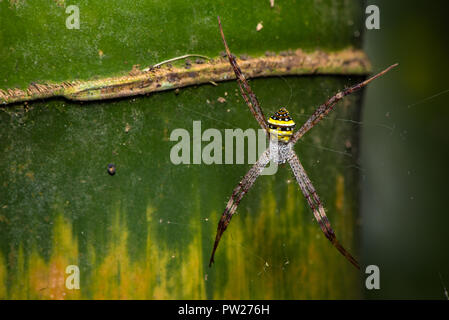 Bunte St. Andrew's Cross spider wartet auf Beute gefangen zu werden. Stockfoto