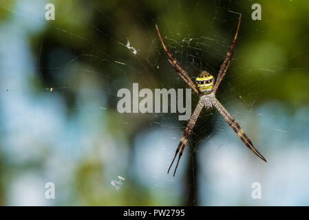 Bunte St. Andrew's Cross spider wartet auf Beute gefangen zu werden. Stockfoto