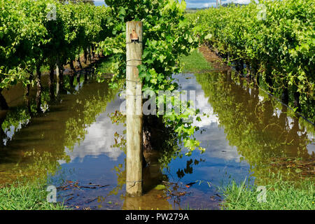 Zeile der Weinreben im Hochwasser, auf einem Weingut in Neuseeland Stockfoto
