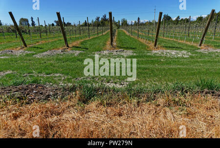 Herbizideinsatz auf einer Neuseeländischen Apple Orchard und Zäunen Stockfoto