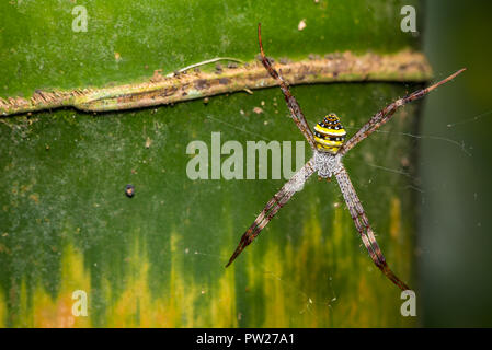 Bunte St. Andrew's Cross spider wartet auf Beute gefangen zu werden. Stockfoto