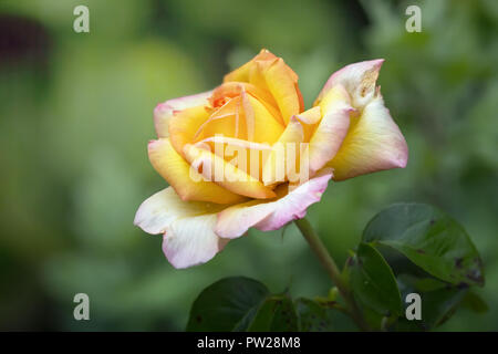 Nahaufnahme der gelbe Rose in einem Garten. Stockfoto