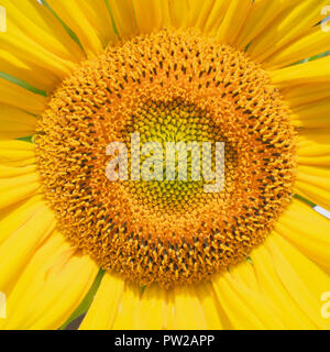 Sonnenblume Kopf, zeigen die zahlreichen Blumen in der Mitte der Festplatte Stockfoto