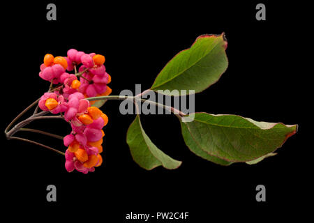 Früchte und Samen der Spindel Baum, Euonymus europaeus, in einem Studio auf einem schwarzen Hintergrund fotografiert. North Dorset England UK GB. Stockfoto