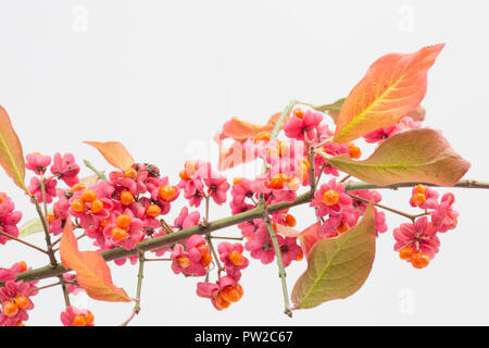 Früchte und Samen der Spindel Baum, Euonymus europaeus, in einem Studio auf weißem Hintergrund fotografiert. North Dorset England UK GB. Stockfoto