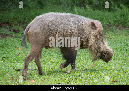 Wild Bornesischen bärtigen Schwein im Bako Nationalpark, Kuching, Borneo Stockfoto