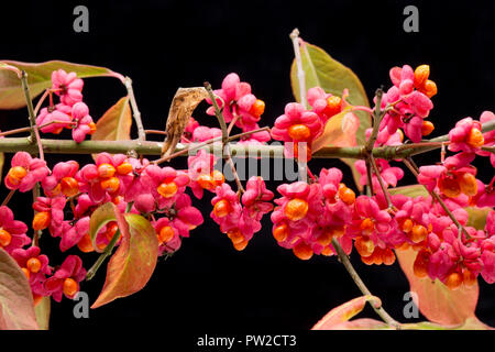 Früchte und Samen der Spindel Baum, Euonymus europaeus, in einem Studio auf einem schwarzen Hintergrund fotografiert. North Dorset England UK GB. Stockfoto