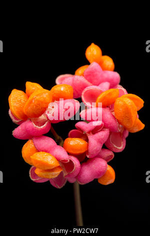 Früchte und Samen der Spindel Baum, Euonymus europaeus, in einem Studio auf einem schwarzen Hintergrund fotografiert. North Dorset England UK GB. Stockfoto