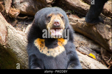 Gefährdete Arten von sun bear in Borneo, Malaysia Stockfoto