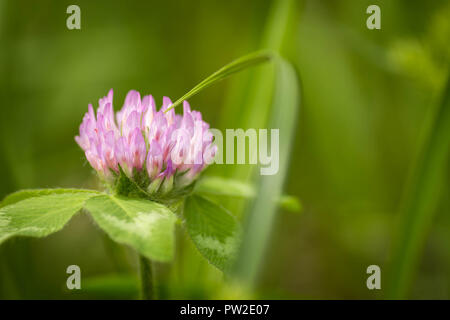 Eine Makroaufnahme eines kleinen rosa Blume von grünen Gräsern umgeben. Gute Desktop Wallpaper. Stockfoto