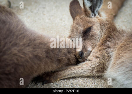 Einen süßen, kleinen oder Baby kangaroo schläft auf der Mama Känguru Schwanz. Stockfoto