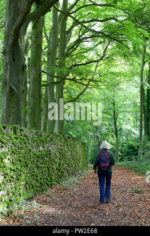 Rambler zu Fuß durch Buche Wald mit Moos bedeckt Cotswold Trockenmauer Stockfoto