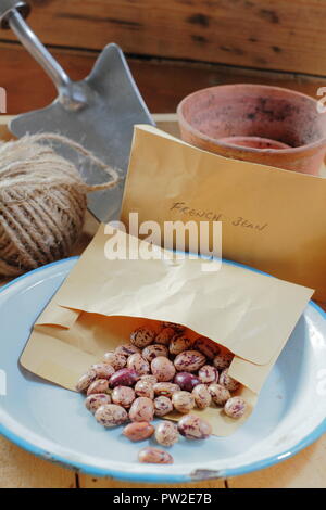 Borlotti Bohnen Samen 'Lingua di Fuoco" Vielfalt in Papier Umschlag Potting Shed bereit, zu pflanzen, Großbritannien Stockfoto